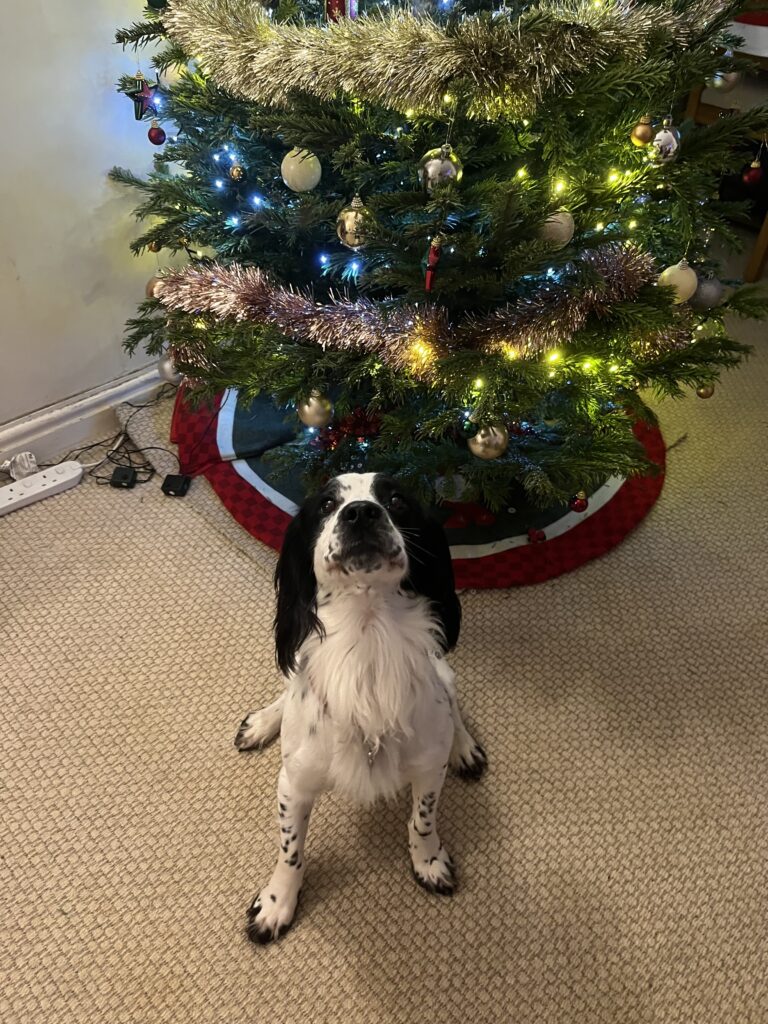 Milo posing under the tree. Proud and erect