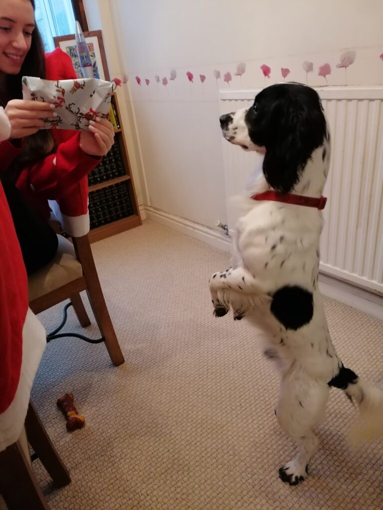 Milo standing proudly on his hind legs whilst Niamh opens one of his presents