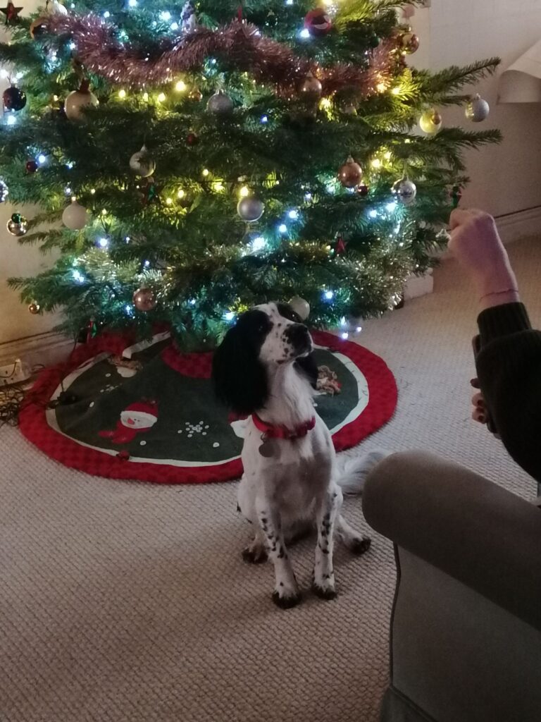 Milo sat in front of the Christmas tree